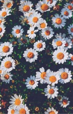 تصویر بک گاند واتساپ با طرح گل های بابونه 